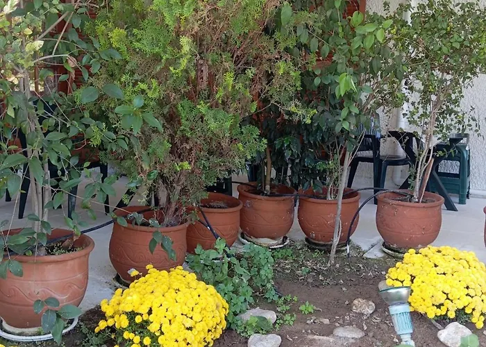Akrata Golden House 3 Daire *
